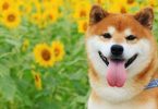 Bitcoin Lagi Jatuh, Shiba Inu Malah Asikk Naik 70%