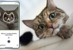 Cat Lovers Wajib Baca, Coba Aplikasi Tably Supaya Tahu Perasaan Kucingmu