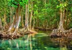 Ambisi Indonesia Pulihkan Hutan Mangrove di Tahun 2022-2025