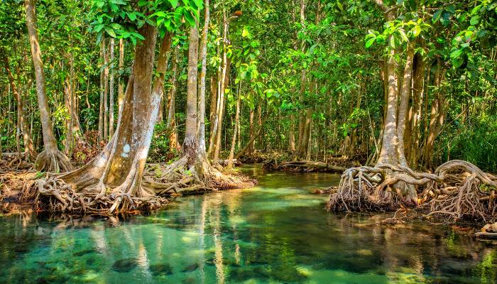 Ambisi Indonesia Pulihkan Hutan Mangrove di Tahun 2022-2025