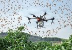 Cara Drone dan Superkomputer Lindungi Pertanian Dari Serangan Wabah Belalang