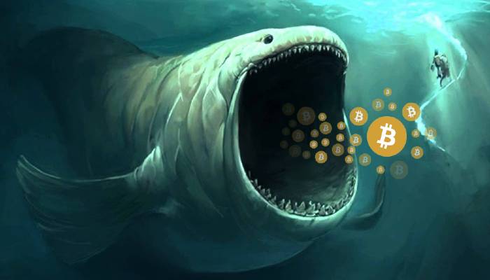 Apa Itu Fenomena Whale dalam Dunia Cryptocurrency