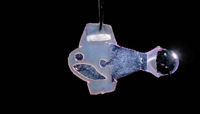 Ilmuwan Ciptakan Robot Ikan yang ditenagai oleh Sel Jantung Manusia